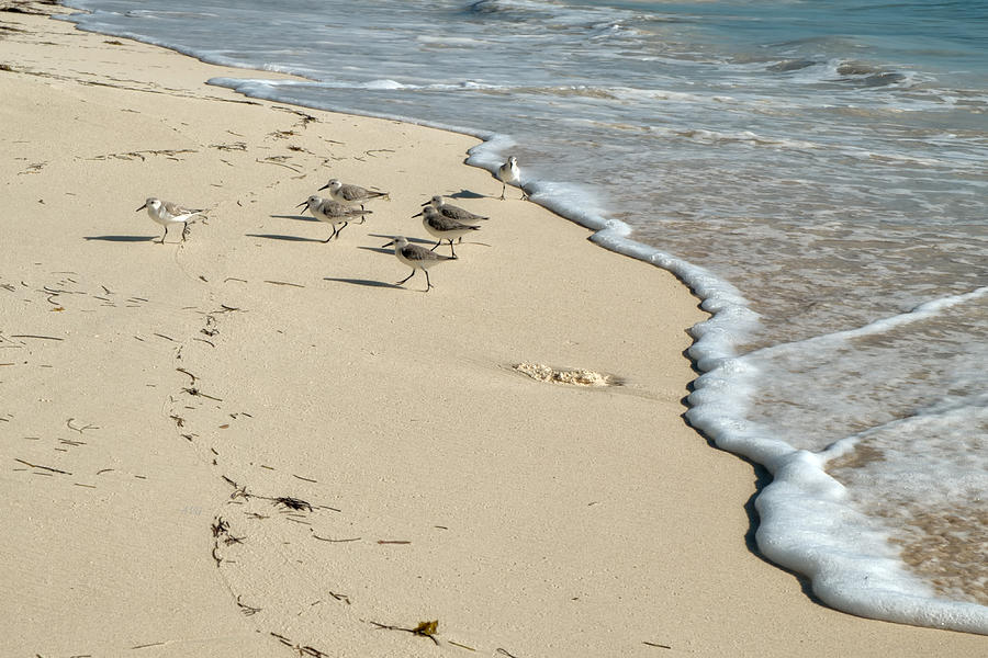 Caribbean Beach Plovers Photograph by Allan Van Gasbeck