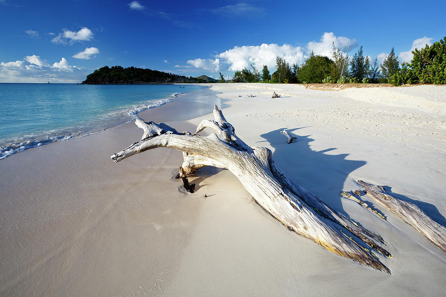 Caribbean Beach With Driftwood Photograph by Michaelutech Caribbean Beach With Driftwood Photograph by Michaelutech