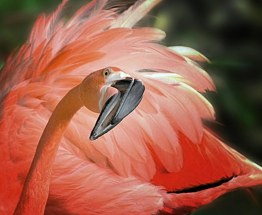 Caribbean Flamingo Photograph by Carol Eade