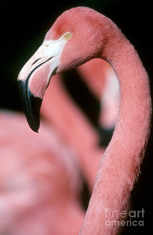 Flamingo Photograph - Caribbean Flamingo by Mark Newman