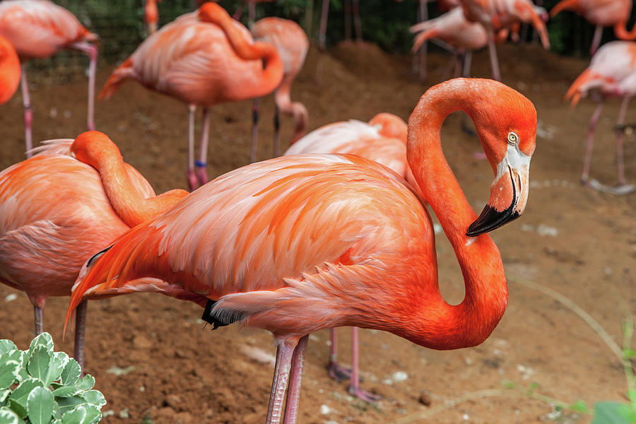 Caribbean Flamingo Photograph by Nataliya Ford