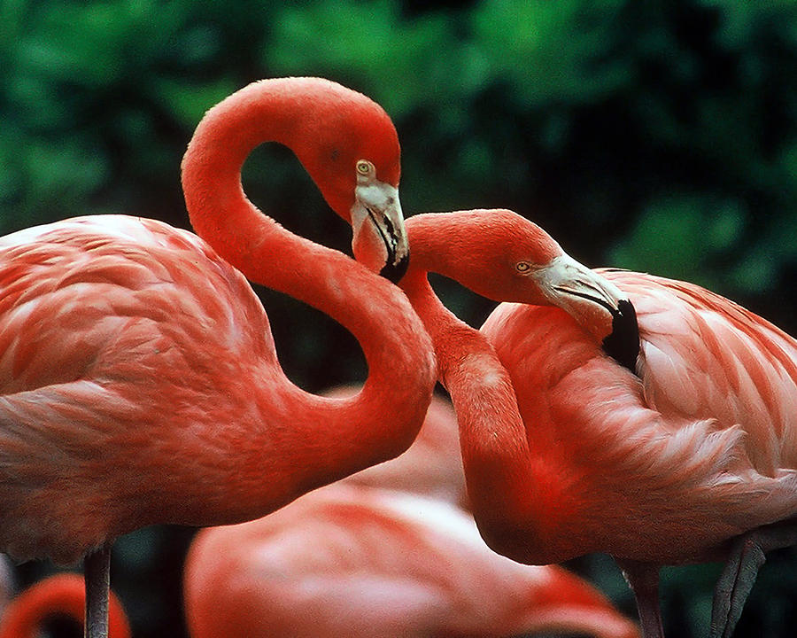 The Caribbean Flamingo Photograph by Winston D Munnings