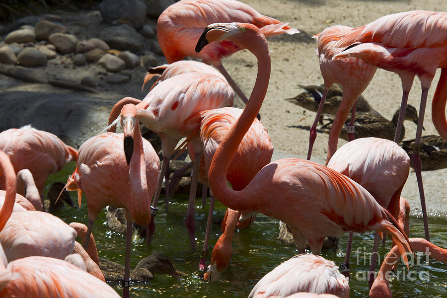 San Diego Photograph - Caribbean flamingos by Jason O Watson