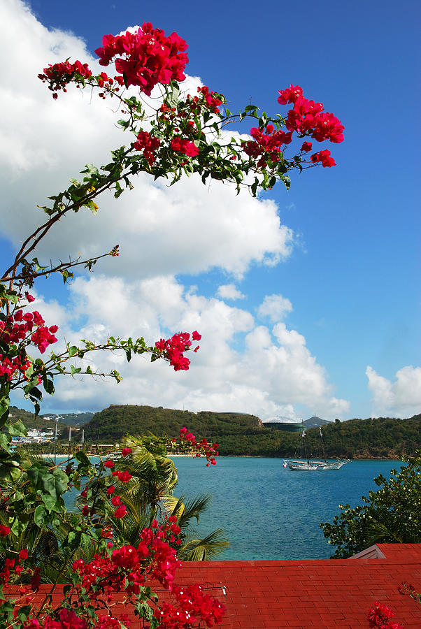 Caribbean Flowers Photograph by Ramunas Bruzas