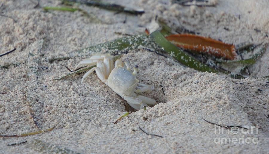 Caribbean Ghost Crab Photograph by Lilliana Mendez