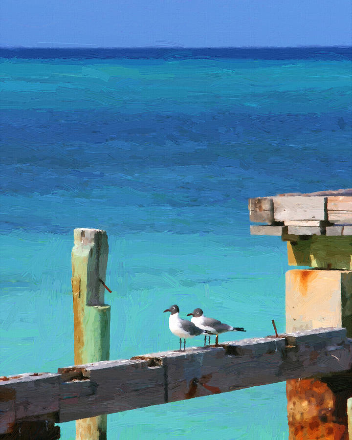 Caribbean Gulls Digital Art by Hermes Fine Art