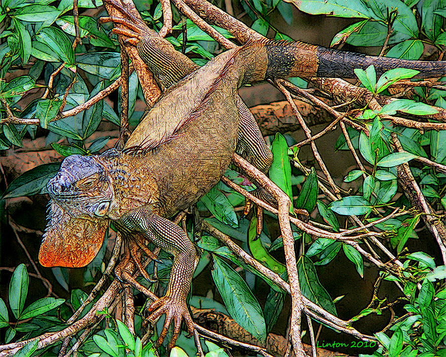 Caribbean Iguana Digital Art by Larry Linton