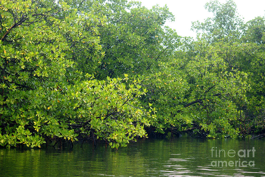 Caribbean Mangroves Photograph by Rudi Prott