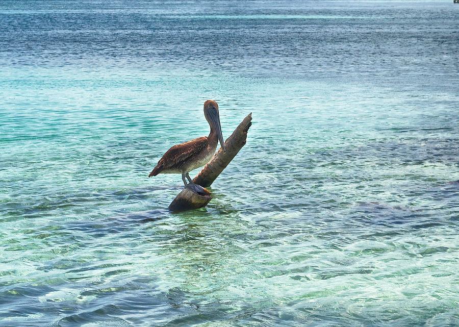 Pelican Photograph - Caribbean Pelican I by Kristina Deane