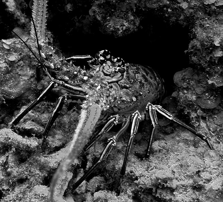 Caribbean Reef Lobster in Black and White Photograph by Amy McDaniel