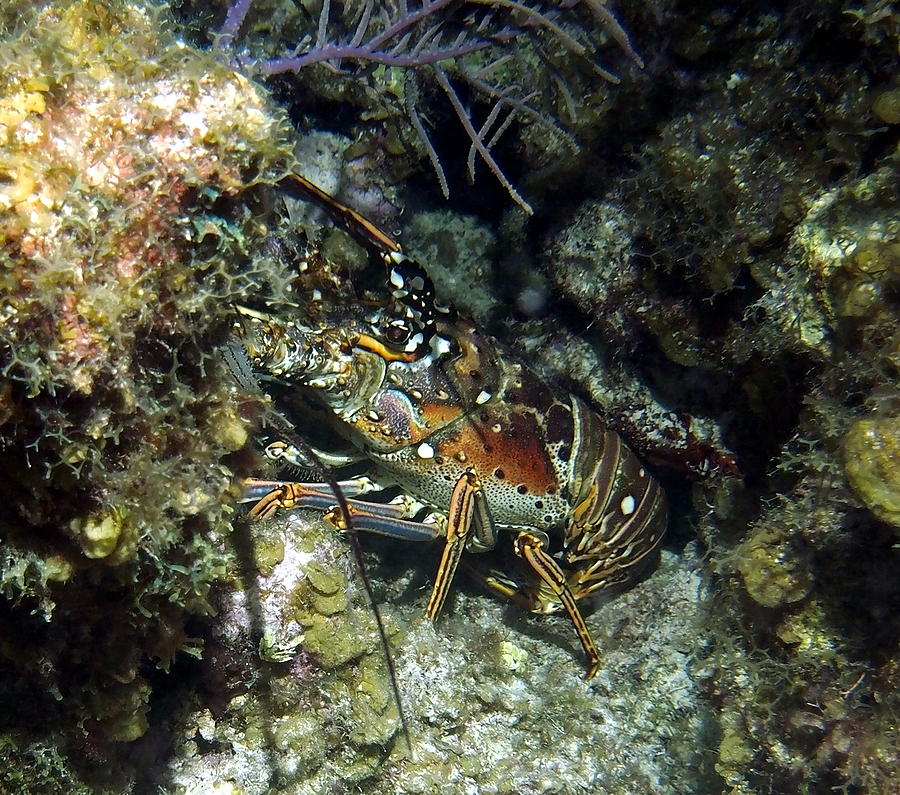 Caribbean Reef Lobster on Night Dive Photograph by Amy McDaniel