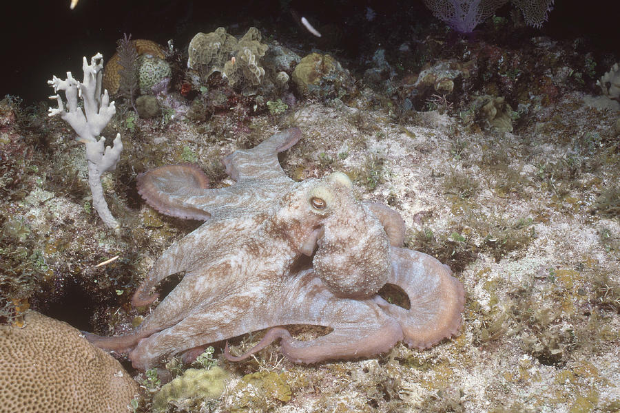 Caribbean Reef Octopus Photograph by Andrew J. Martinez