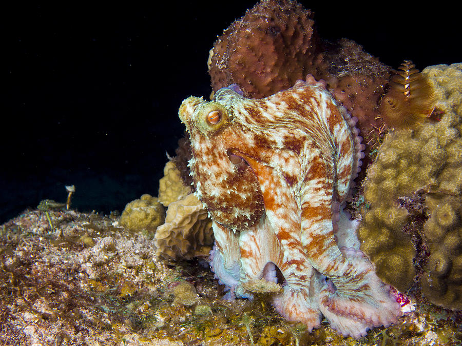 Caribbean Reef Octopus II Photograph by Matt Swinden