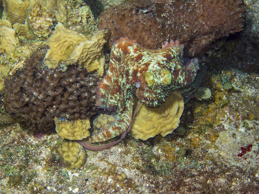 Caribbean Reef Octopus III Photograph by Matt Swinden