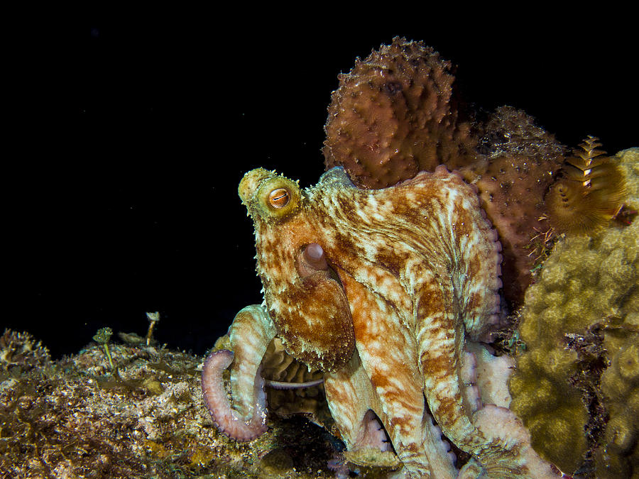 Caribbean Reef Octopus Photograph by Matt Swinden
