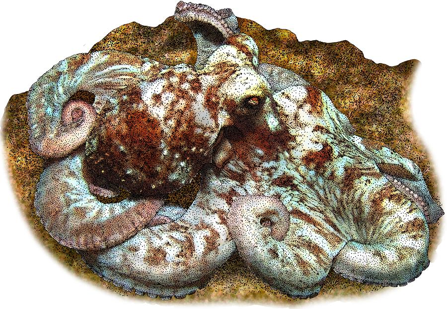 Caribbean Reef Octopus Photograph by Roger Hall