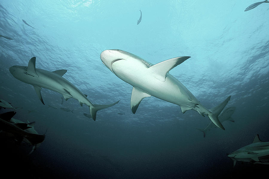 Caribbean Reef Shark Photograph by Clay Coleman/science Photo Library