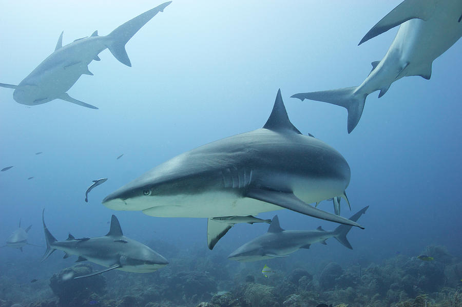 Caribbean Reef Shark Photograph by Enrique R. Aguirre Aves