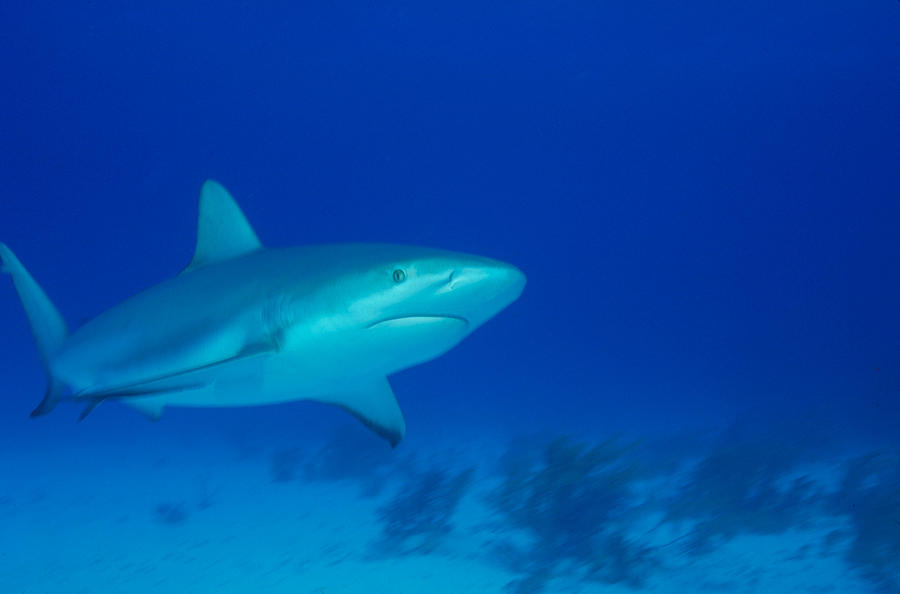 Caribbean Reef Shark Photograph by F. Stuart Westmorland