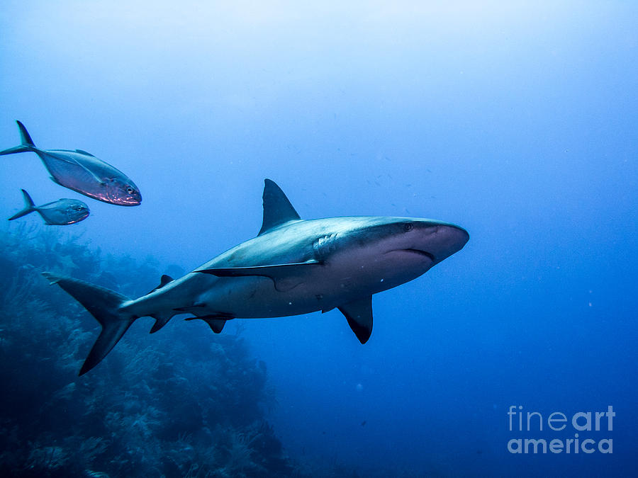 Sharks Photograph - Caribbean Reef Shark from Below by Tyler Knabe