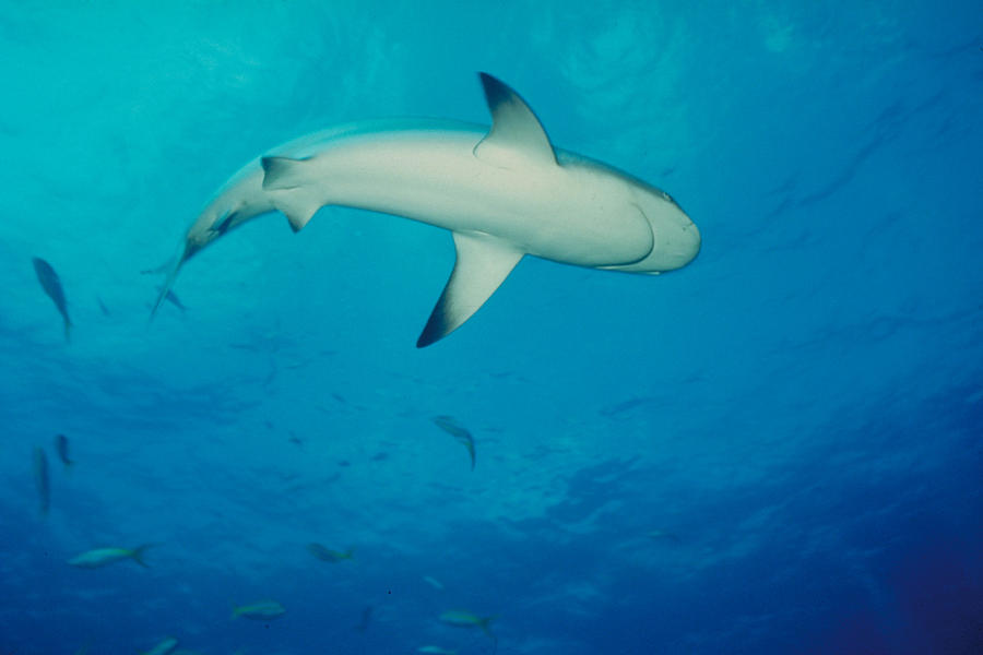 Caribbean Reef Shark Photograph by Greg Ochocki