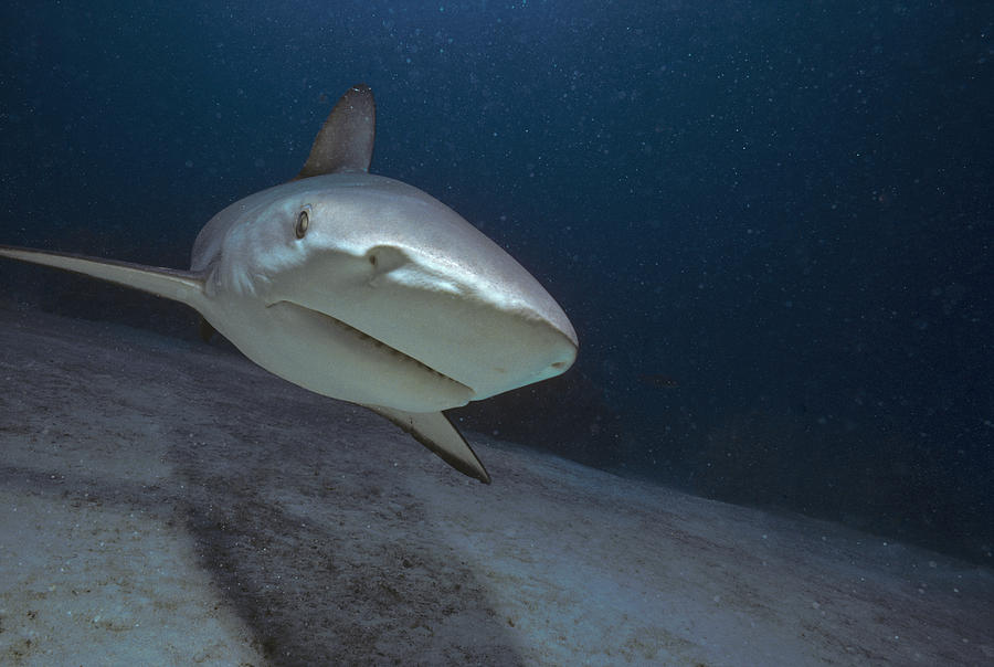 Caribbean Reef Shark Photograph by Jeff Rotman - Fine Art America