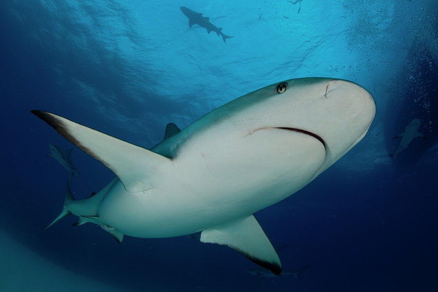 Caribbean Reef Shark Photograph by Scott Portelli