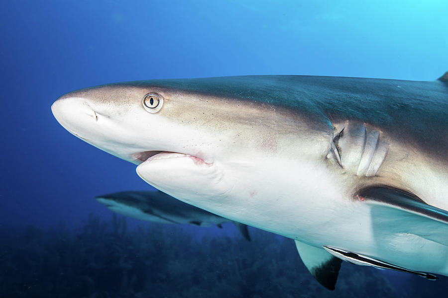 Caribbean Reef Sharks, Grand Cayman Photograph by Brook Peterson - Fine ...