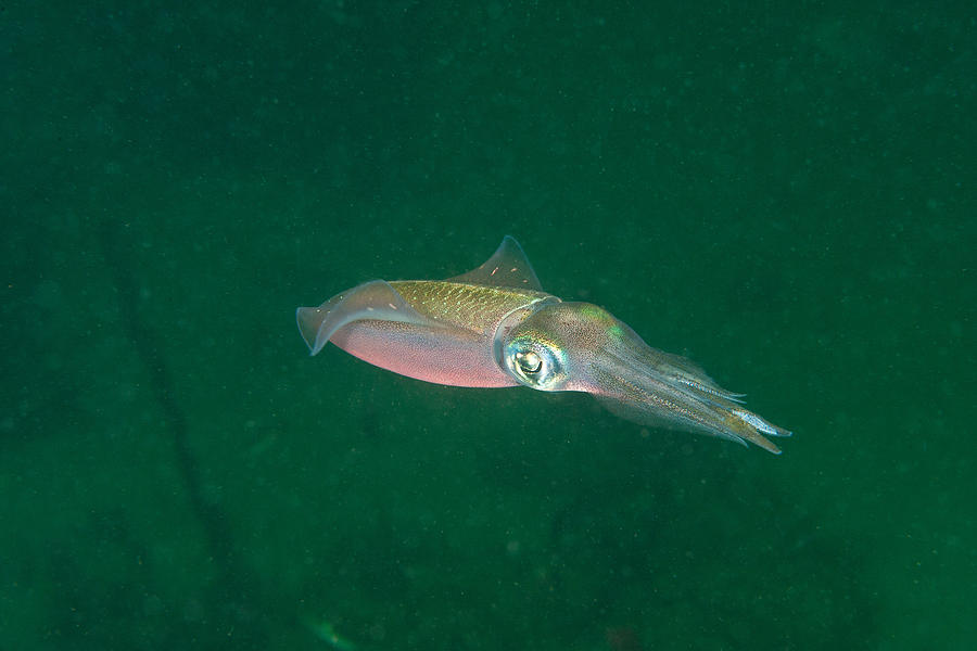 Caribbean Reef Squid Photograph by Andrew J. Martinez