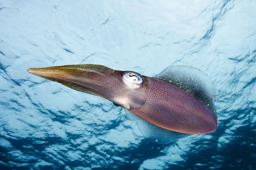 Caribbean, Reef Squid Sepioteuthis Photograph by Dave Fleetham