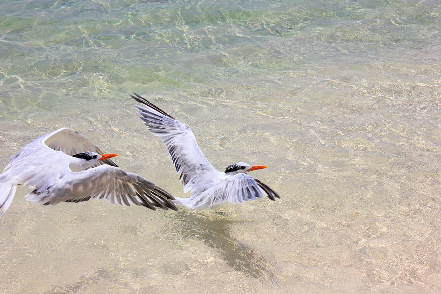 Caribbean Royal Terns Photograph by Iryna Goodall