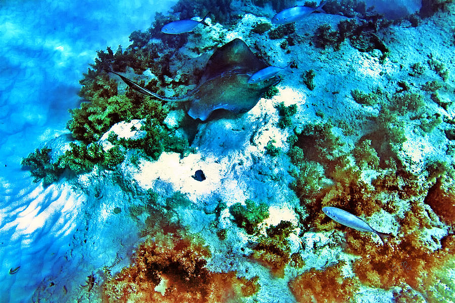 Caribbean sea bottom with sting ray and tropical fish Photograph by Eti Reid