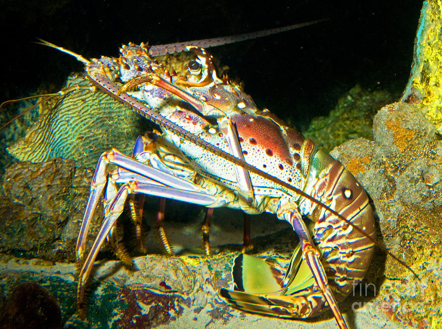 Caribbean Spiny Lobster Photograph by Millard H. Sharp