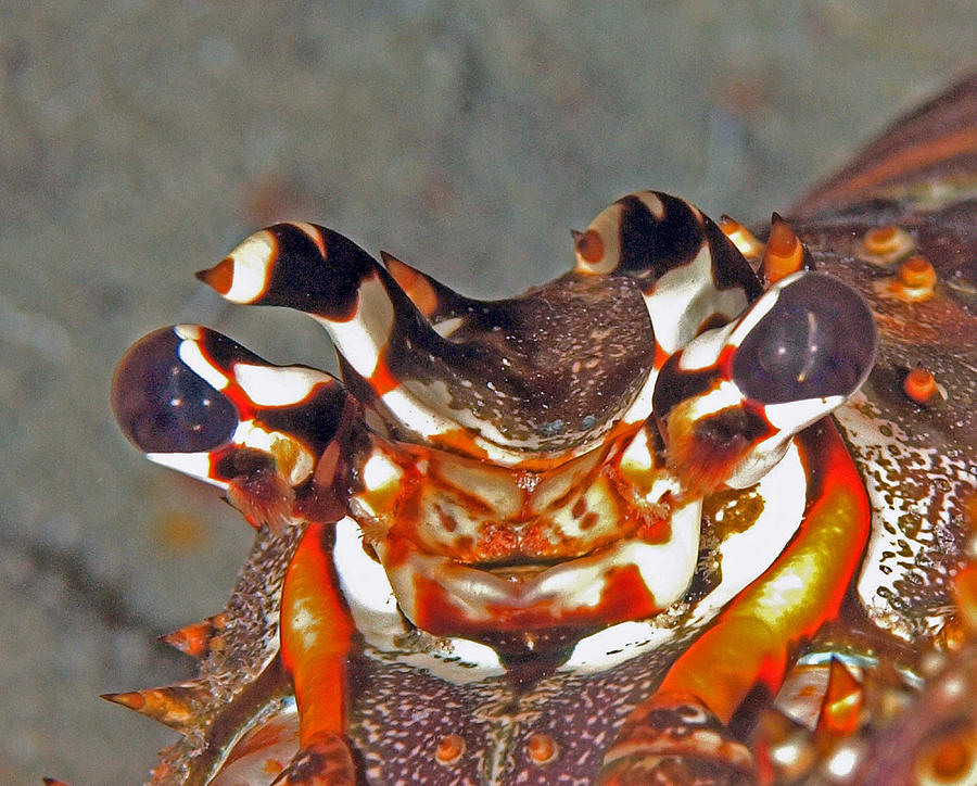 Caribbean Spiny Lobster Panulirus Argus Photograph by John Maraventano