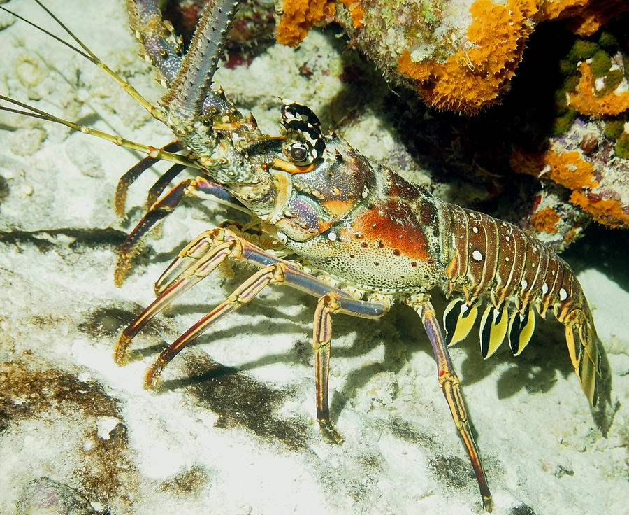 Caribbean Spiny Reef Lobster  Photograph by Amy McDaniel