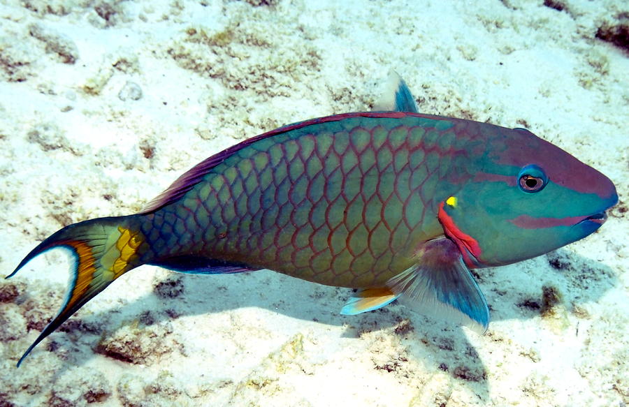 Caribbean Stoplight Parrot Fish in Rainbow Colors Photograph by Amy McDaniel