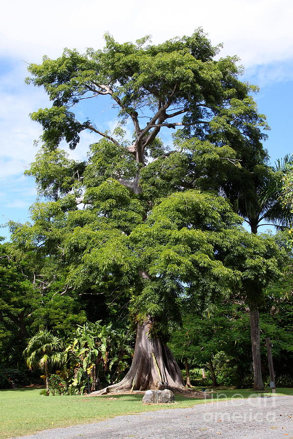 Caribbean Tree Photograph by Johnny A's Wall Art - Fine Art America