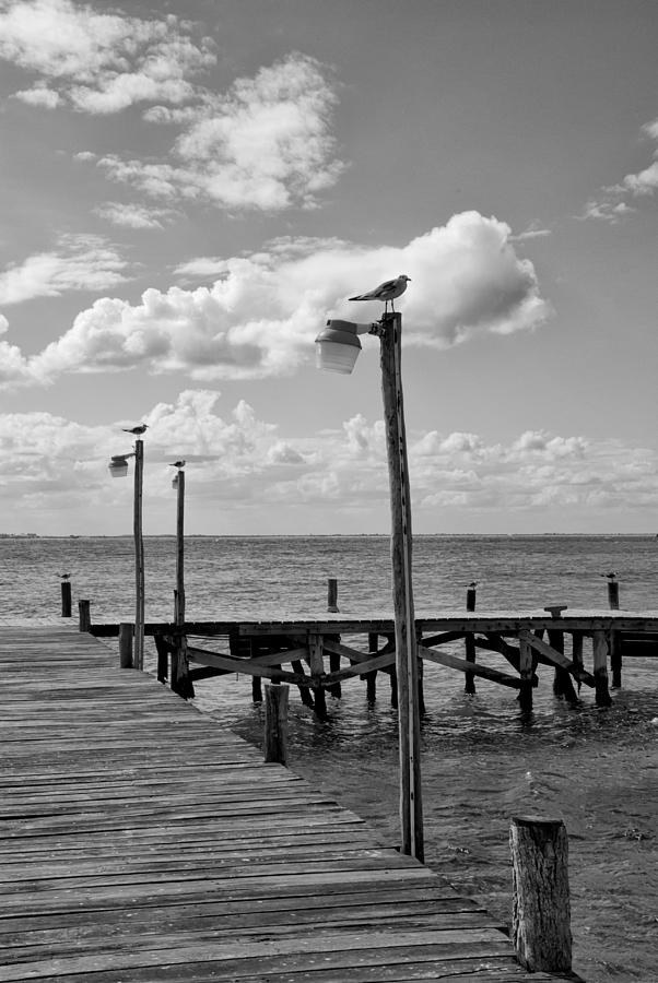Caribbean Wharf and Gulls Photograph by Allan Van Gasbeck