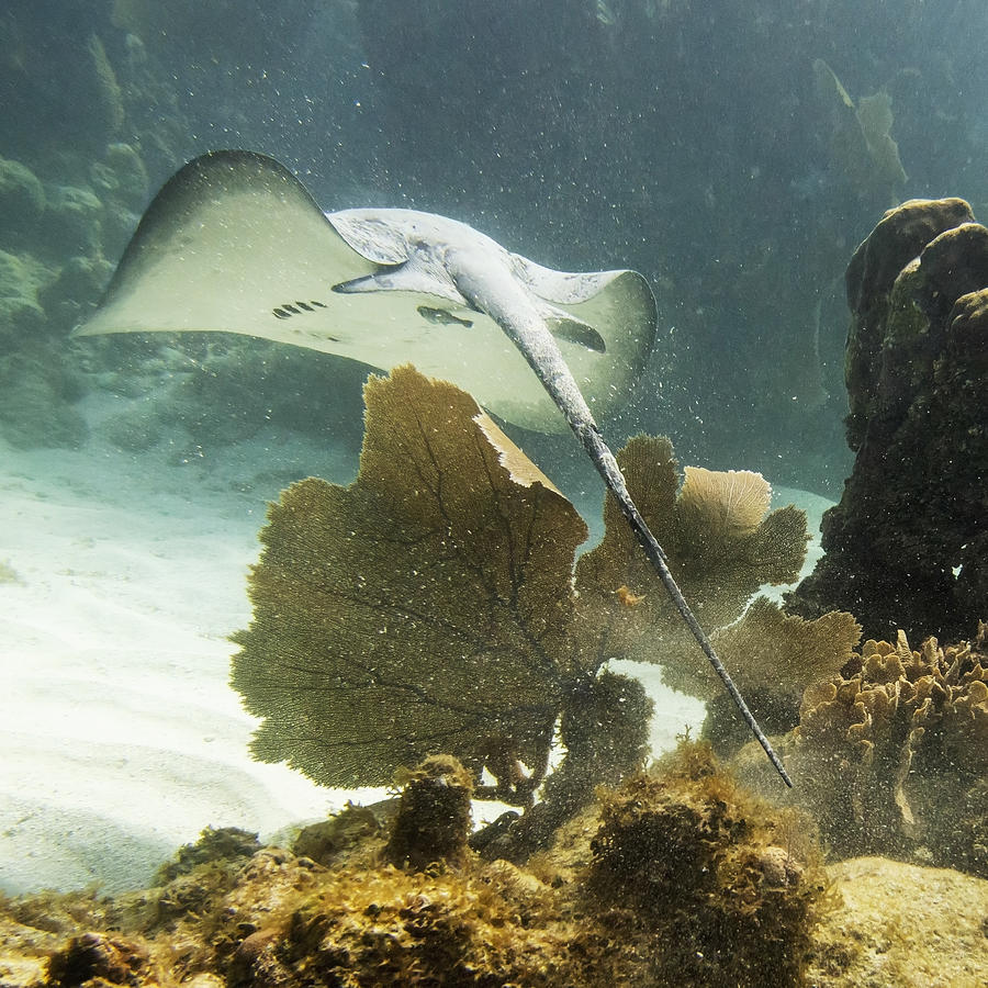 Caribbean Whiptail Stingray Himantura Photograph by Keith Levit - Fine ...