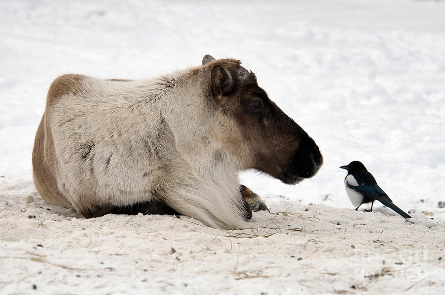 Caribou And Magpie Photograph by Mark Newman
