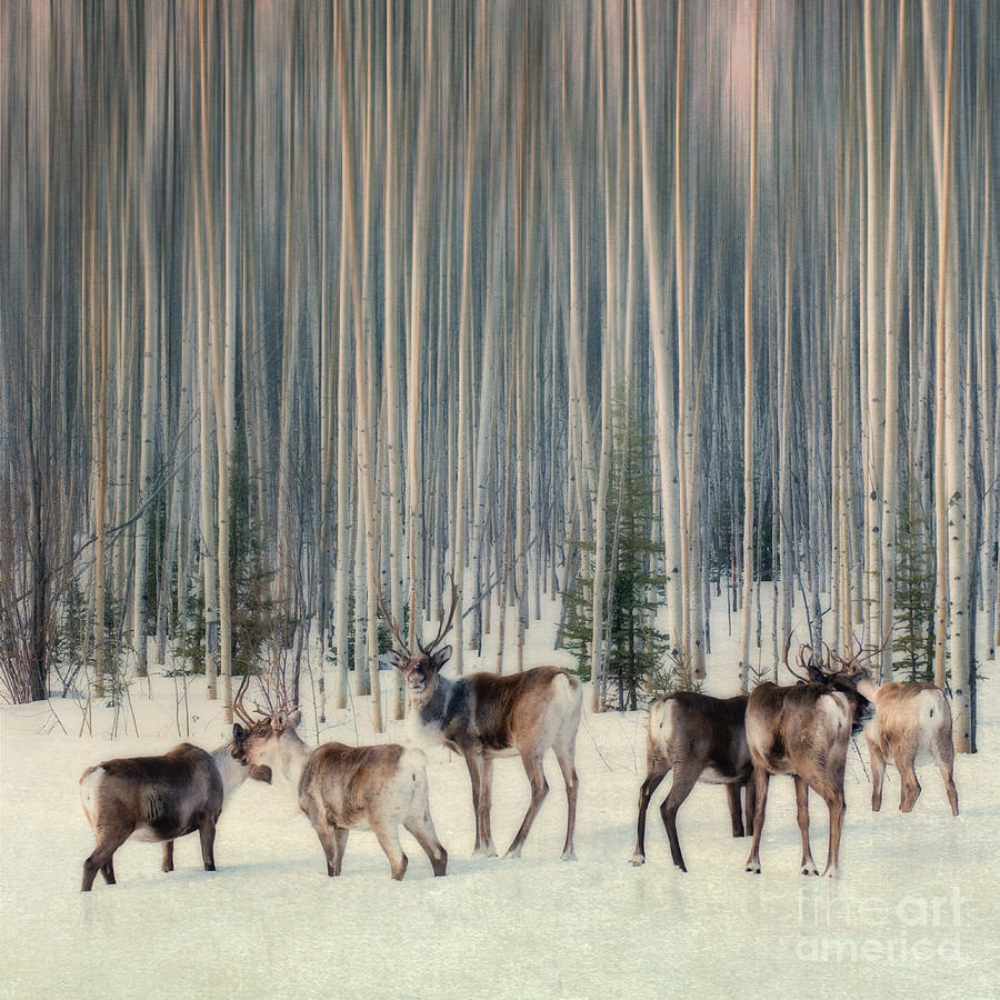 Deer Photograph - Caribou and tree bigger size by Priska Wettstein