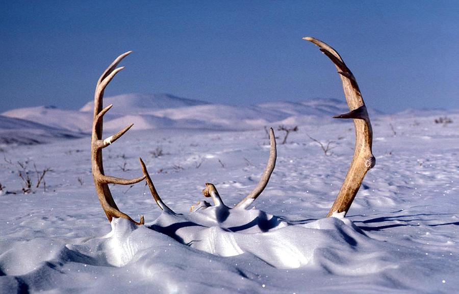 Caribou Photograph - Caribou Antlers in The Snow by Adam Shaw
