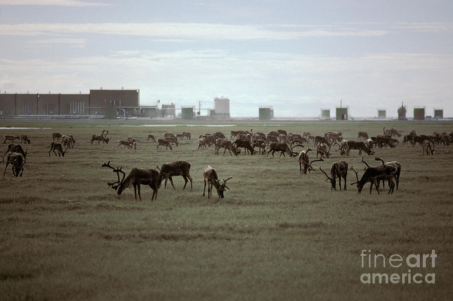 Caribou Herd Near Oil Fields Photograph by Ron Sanford