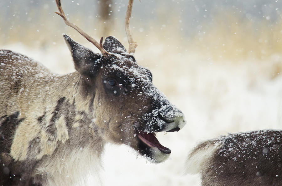 Caribou In A Snowstorm With Its Mouth Photograph by Mark Newman / Design Pics