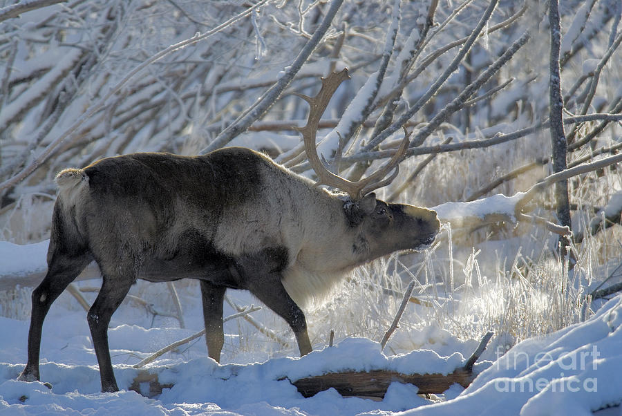 Caribou In Snow Photograph by Mark Newman
