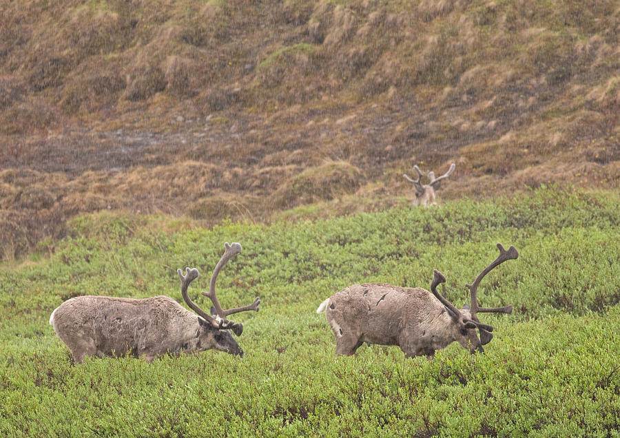 Summer Photograph - Caribou in the Rain by Brian Magnier