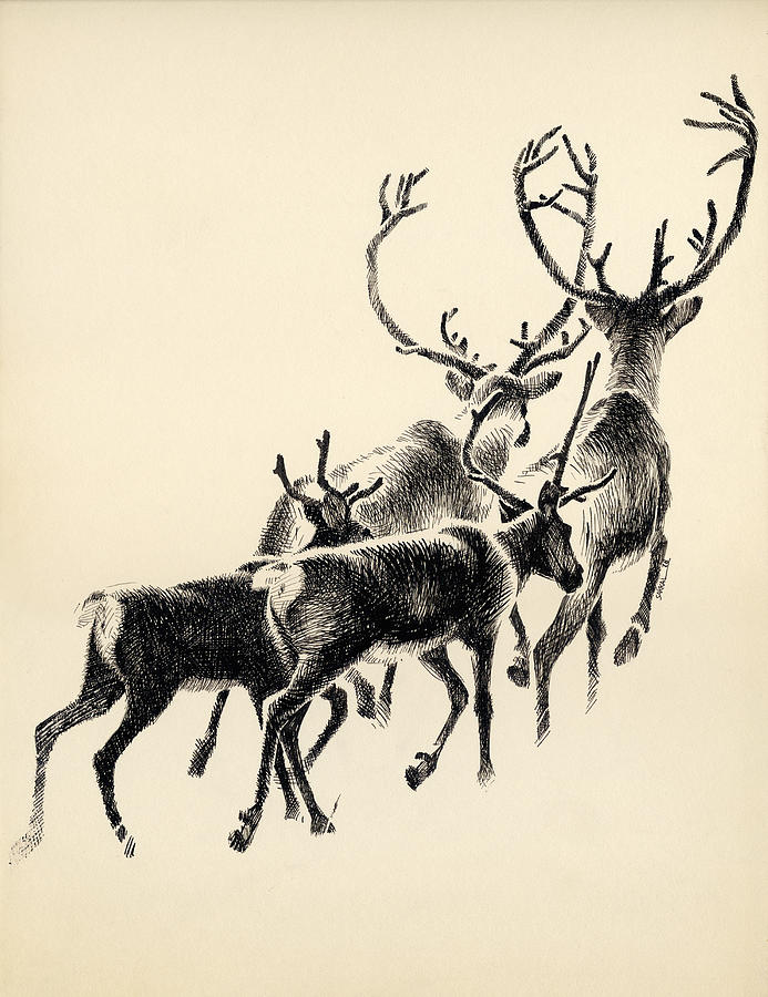 Caribou Drawing by Mamoun Sakkal