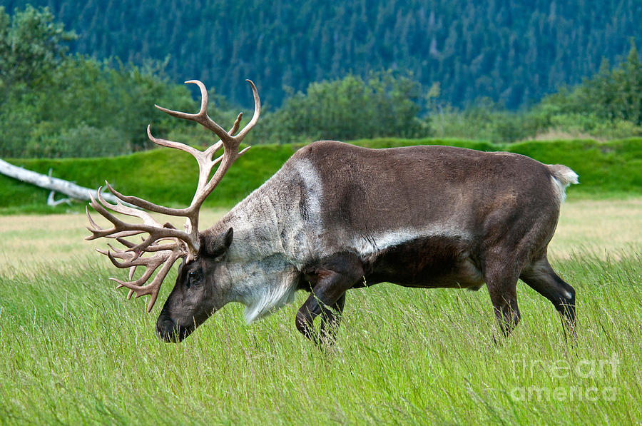 Caribou Photograph by Mark Newman