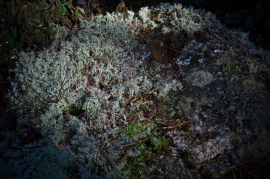 arctic caribou moss