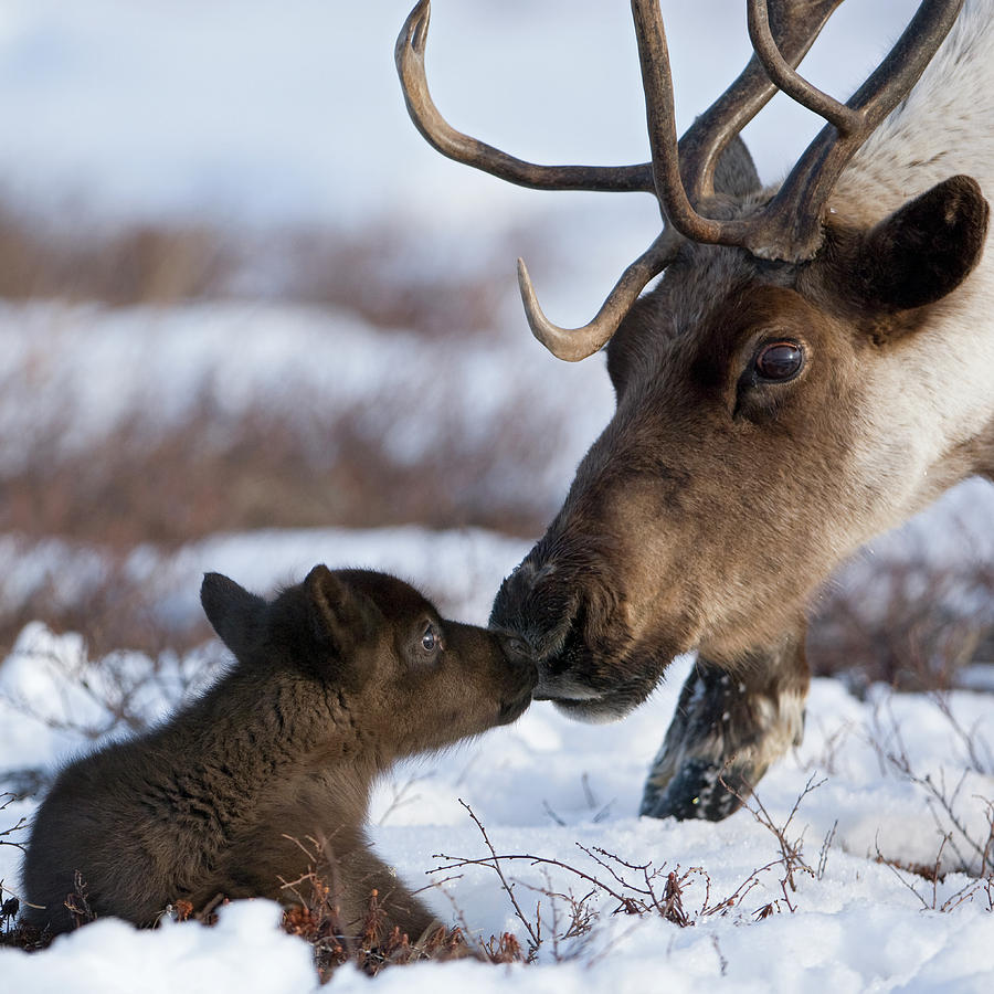 Caribou Mother Nuzzling Calf Photograph by Sergey Gorshkov